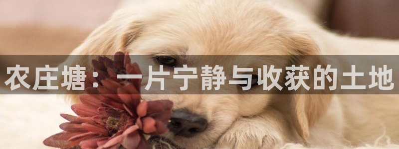 天顺娱乐主管都干什么的